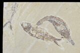 Lot: Green River Fossil Fish - Pieces #84118-1